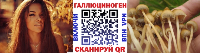 Галлюциногенные грибы Psilocybine cubensis  Смоленск 