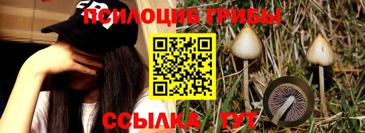 Смоленск  Галлюциногенные грибы прущие грибы  Вход с VPN 